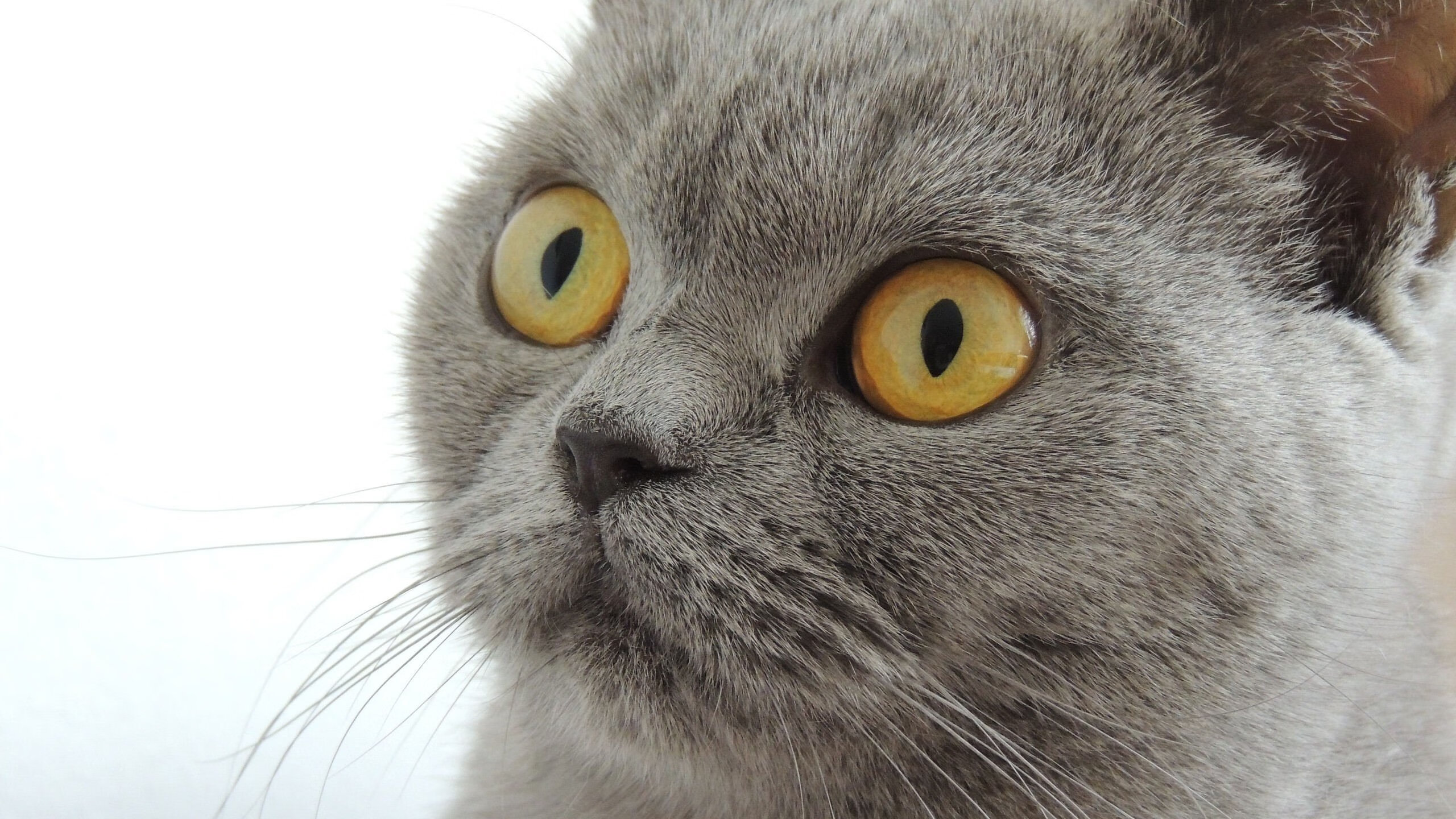 贝林厄姆一锤定音！友谊赛变个人舞台，亚特兰大2-1力克智利