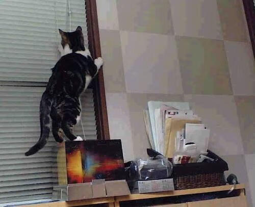 小贾伦40+如入无人之境，马刺偏偏用团队刀刃破解了森林狼的铜墙铁壁