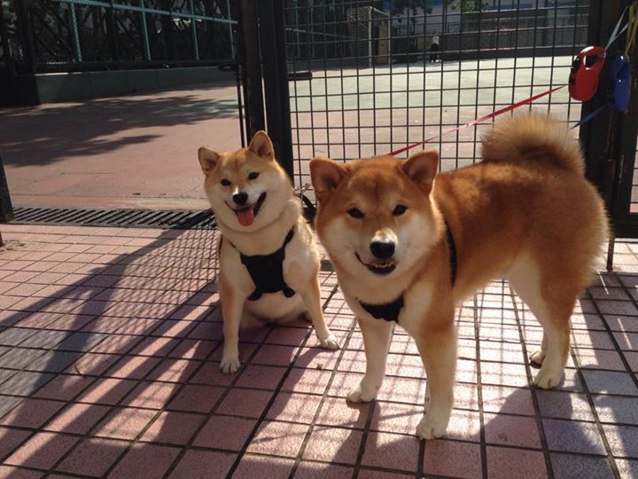 开云体育登录-季后赛抢七之夜，那个以一己之力扛起全队的凡人英雄三笘薰