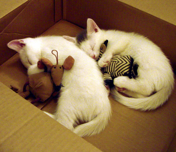 开云体育APP下载-阿圭罗数据全面爆炸引领足球狂潮，爱尔兰血拼突尼斯展现绿茵激情