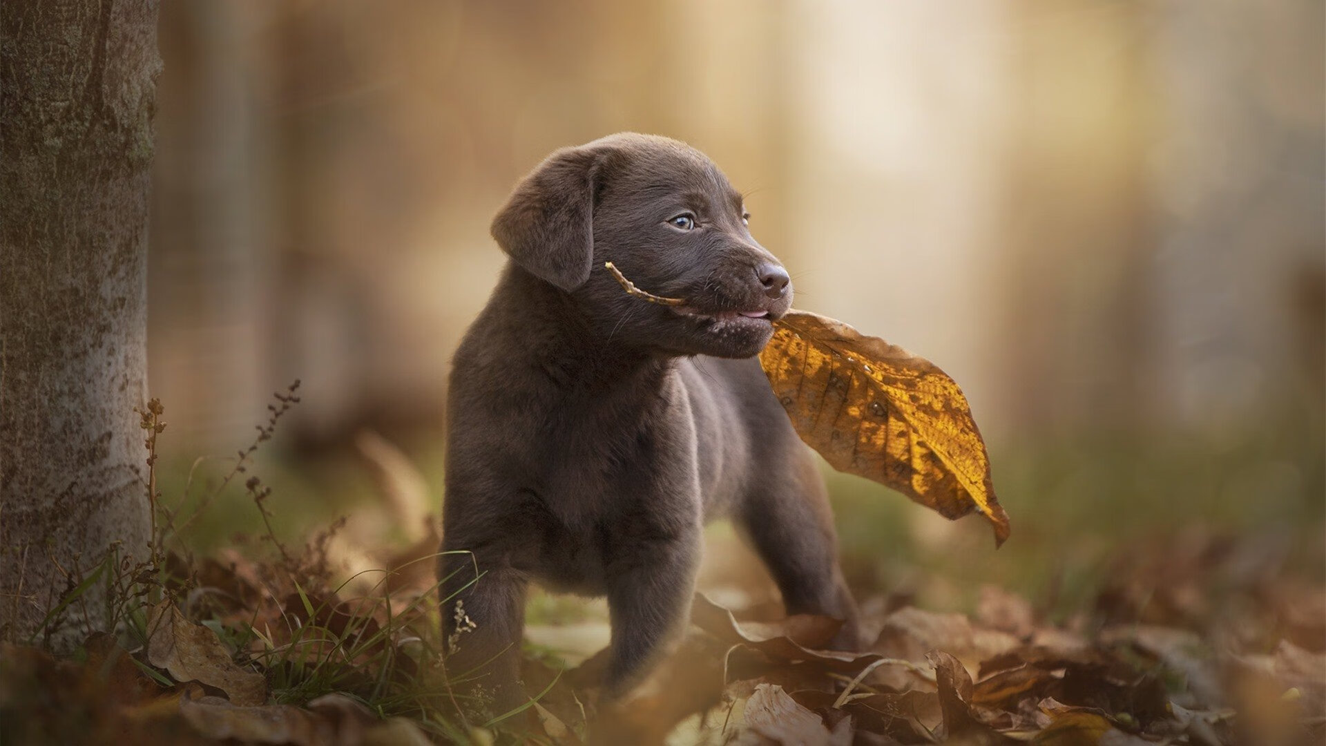 开云体育-疾速与绝杀的双重奏,F1揭幕战悬念与火箭生死逆转