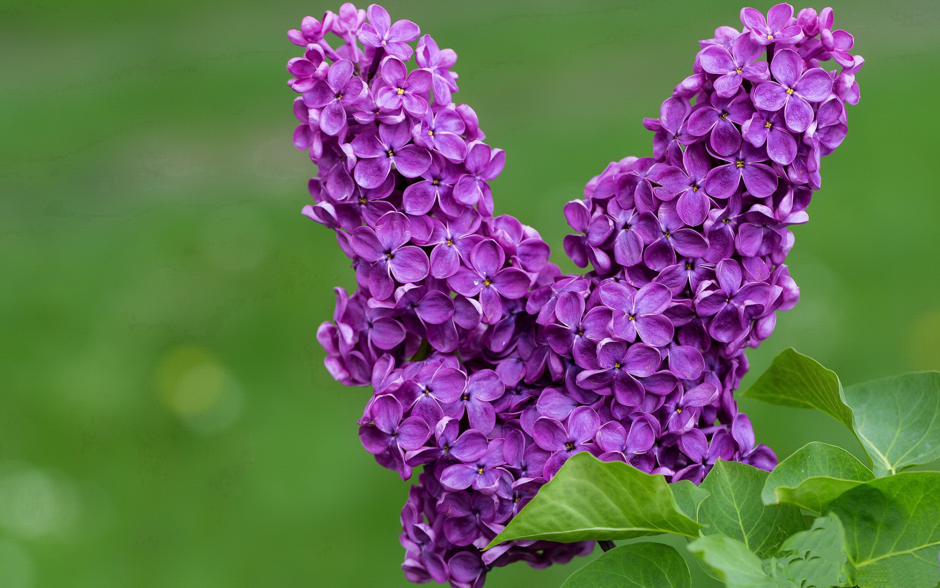 开云体育APP下载-鹈鹕加时苦战火箭,爱德华兹成救世主