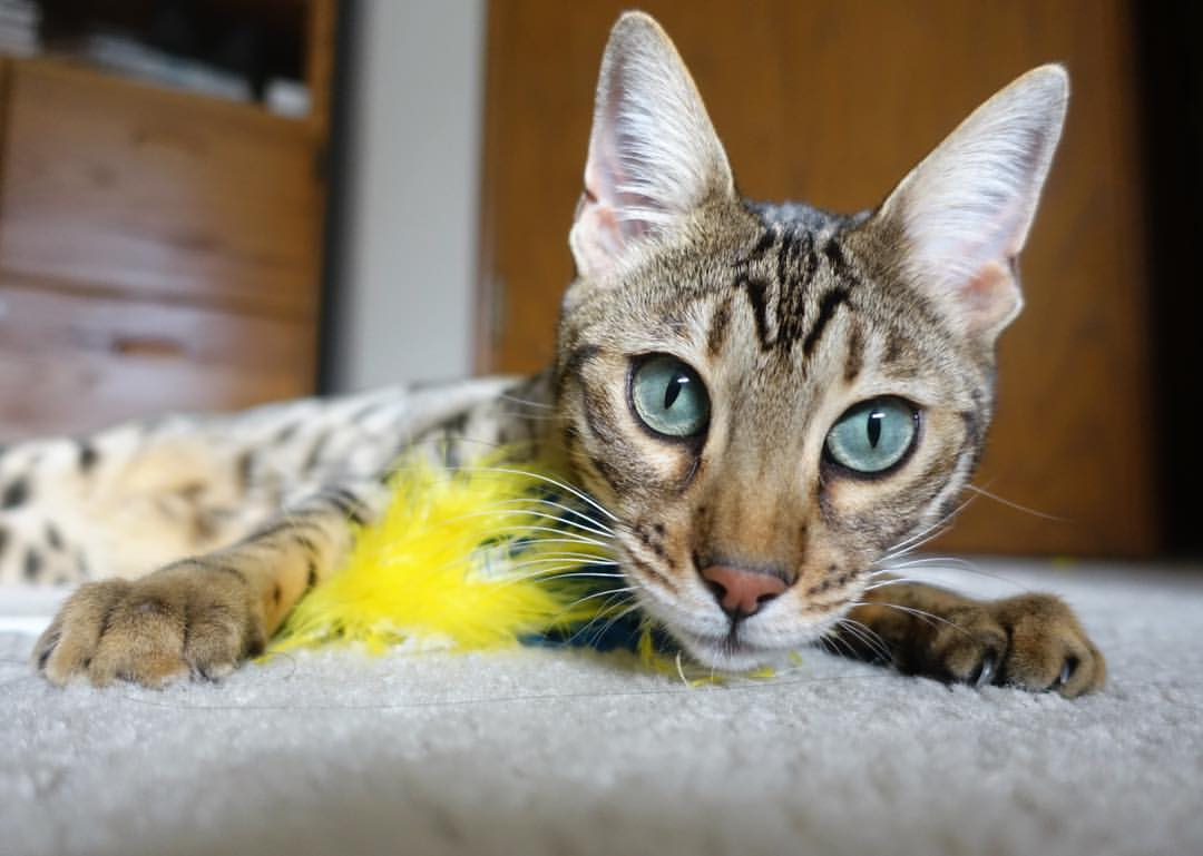 绝境方显英雄色！哈登末节超神拯救费城，76人加时险胜马刺