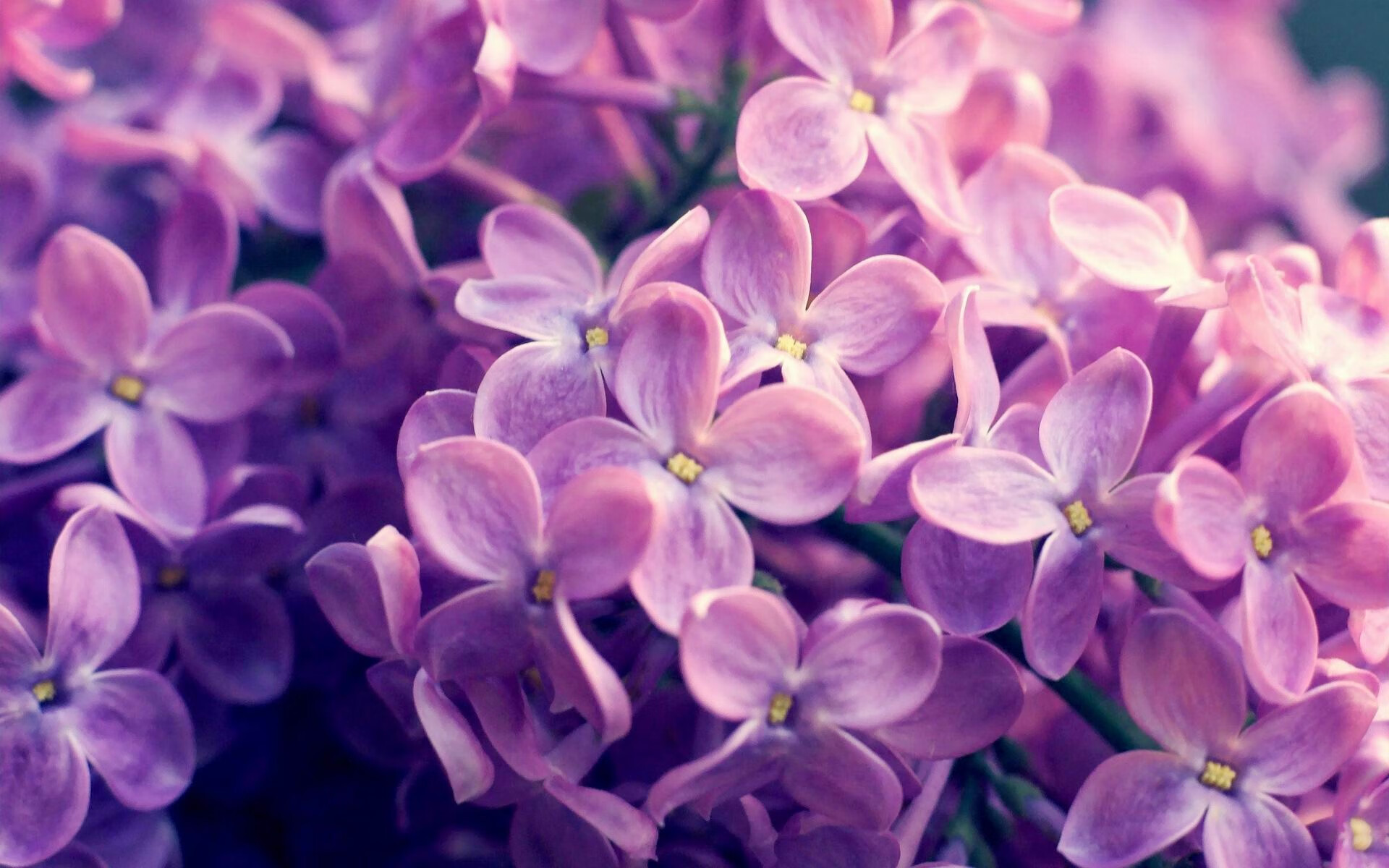 开云体育官方网站-足球双雄,C罗带队取胜展领袖风范,塞内加尔压制伊朗显团队威力