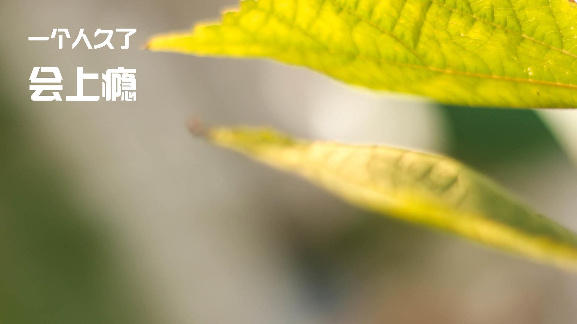 开云体育官方网站-意甲焦点夜,戈麦斯一剑封喉,彰显真核价值