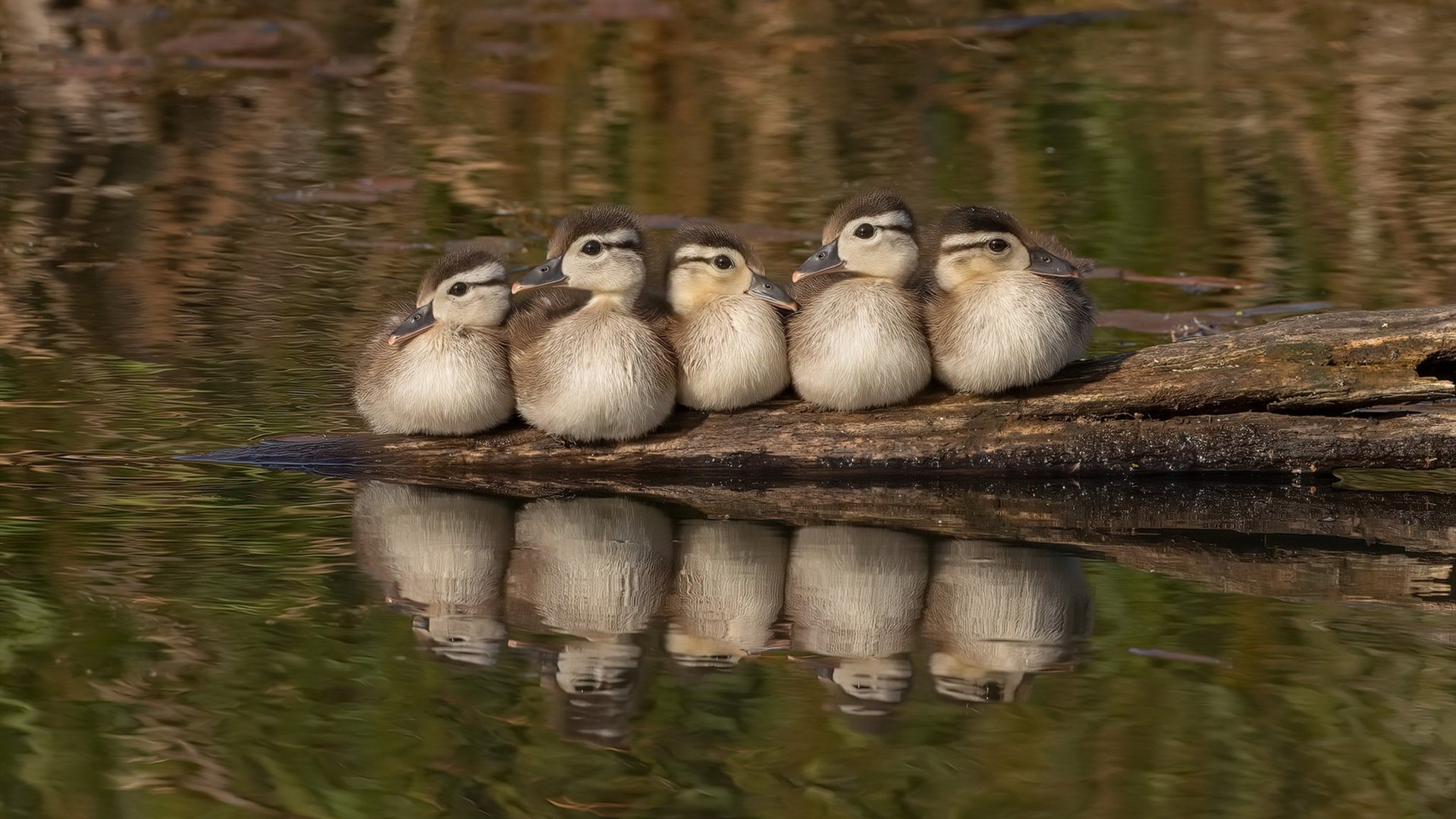 开云平台-绿茵场上的地壳运动,突尼斯1-0沙特背后的世界排名暗战