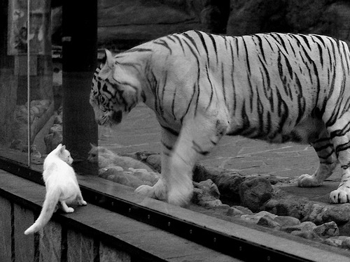 赛场跨界奇观！恩比德驾驶F1新赛季揭幕战，奇才同步驶过北京队