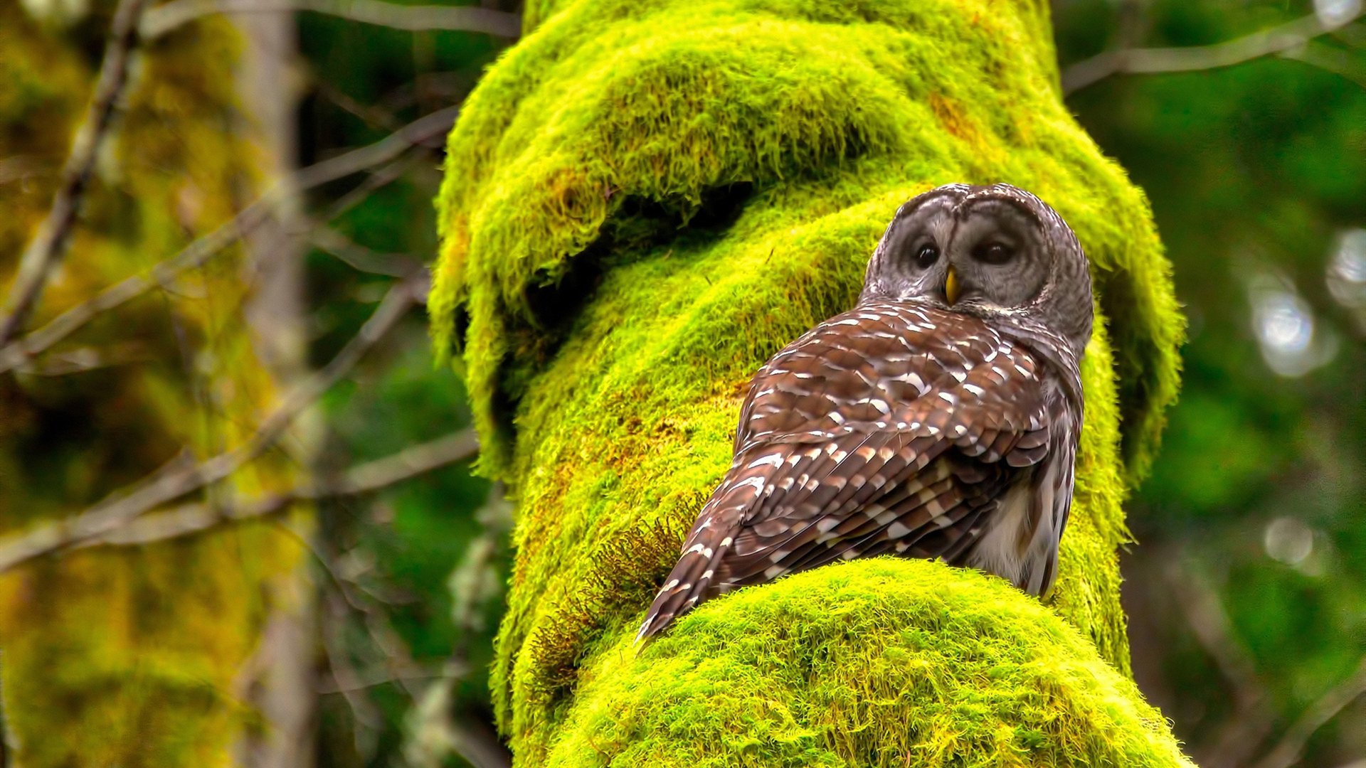开云下载-意甲星夜绝杀,保罗一剑定乾坤