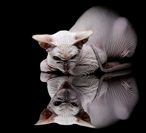 克莱教科书级表现主宰全场，雄鹿多点开花轻取吉林队