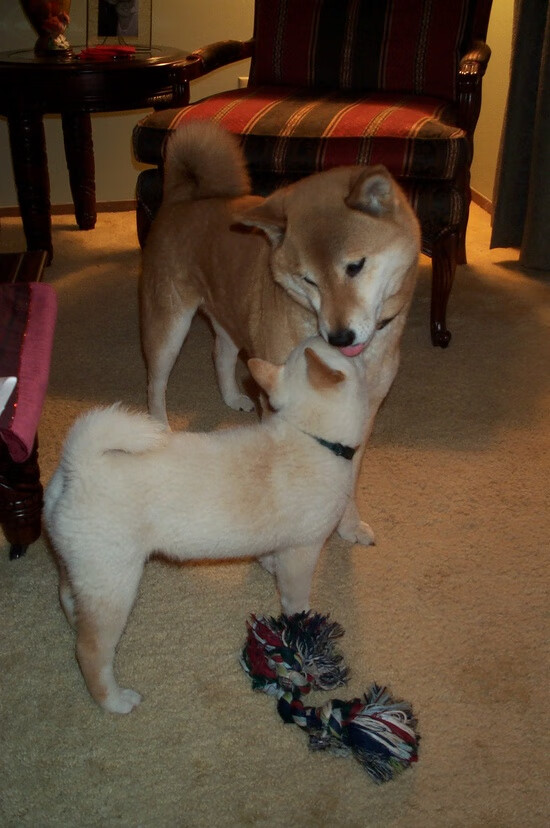 西亚卡姆狂澜席卷北岸花园，76人铁锁横江冻僵绿军双子星