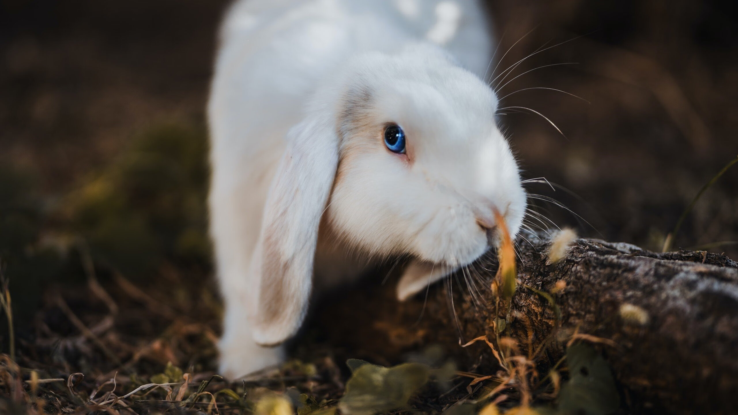 渺小与伟大，当团队意志与个人神性在绿茵场上交锋