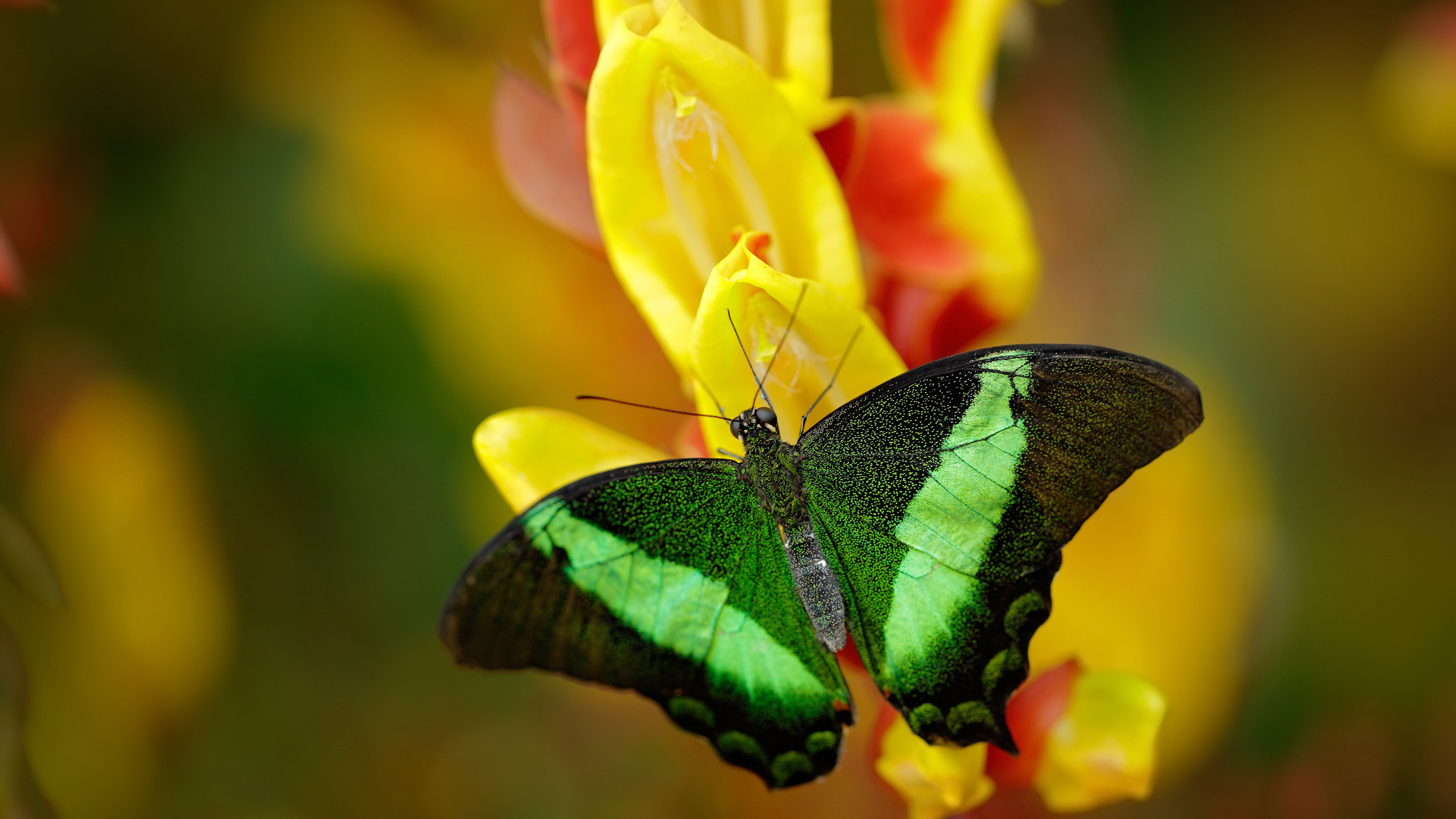 开云体育app-当神话照进现实,从巴雷拉的指尖到希腊的绿茵场,宿命如何被击碎?