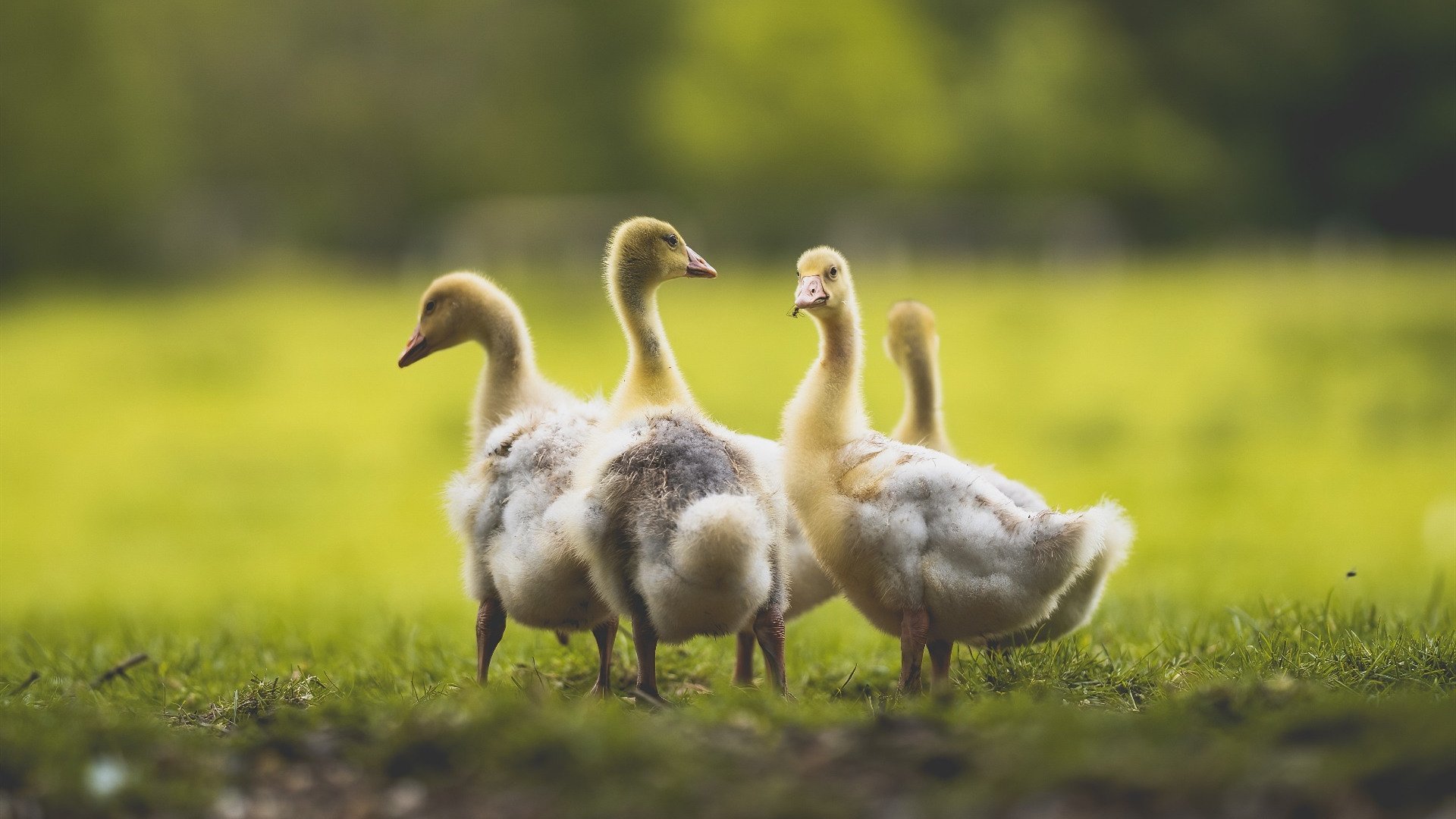 开云体育在线-帕尔默的荣耀时刻,绝地反击引领新西兰创造历史,尼日利亚在悬崖边轰然倒下