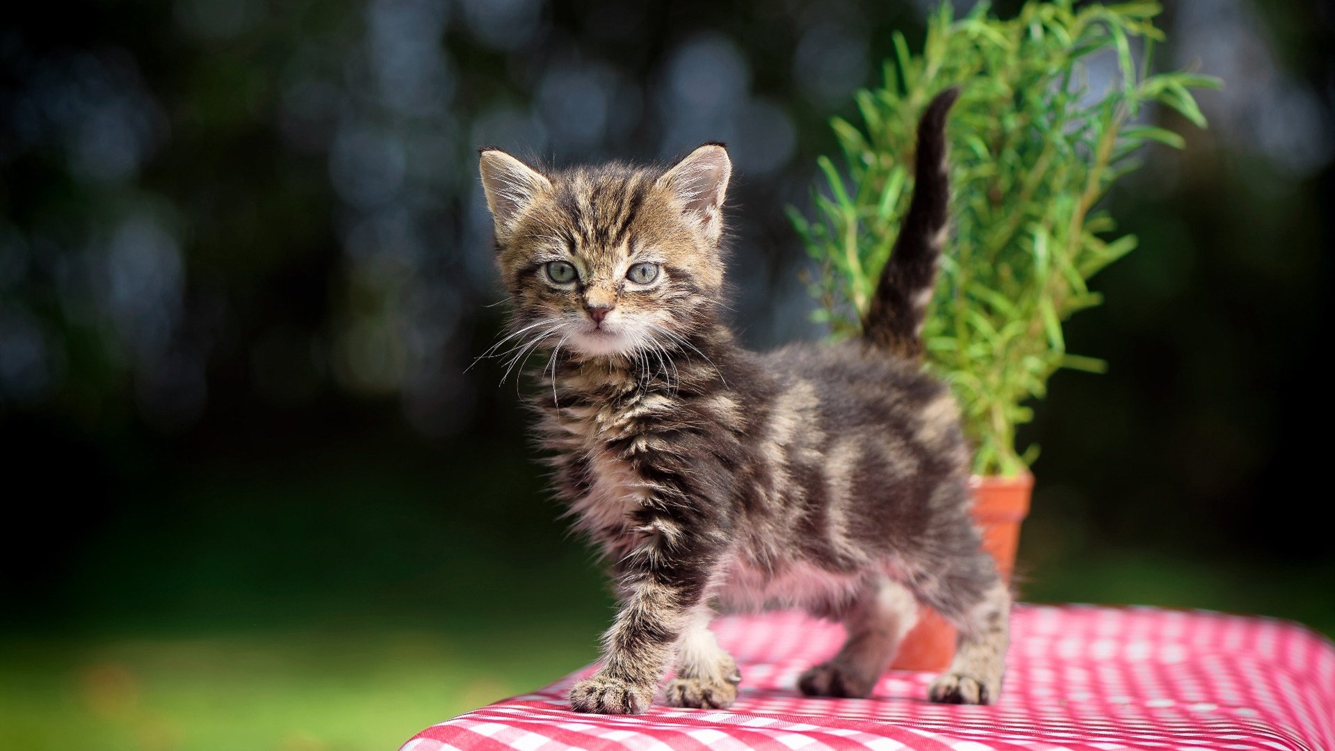 切特赛后评分拉满!雷霆巅峰对决胜出灰熊,新时代的钢印已悄然烙下